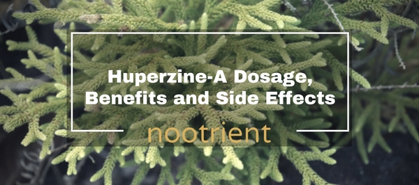 Huperzine-A Dosage, Benefits and Side Effects